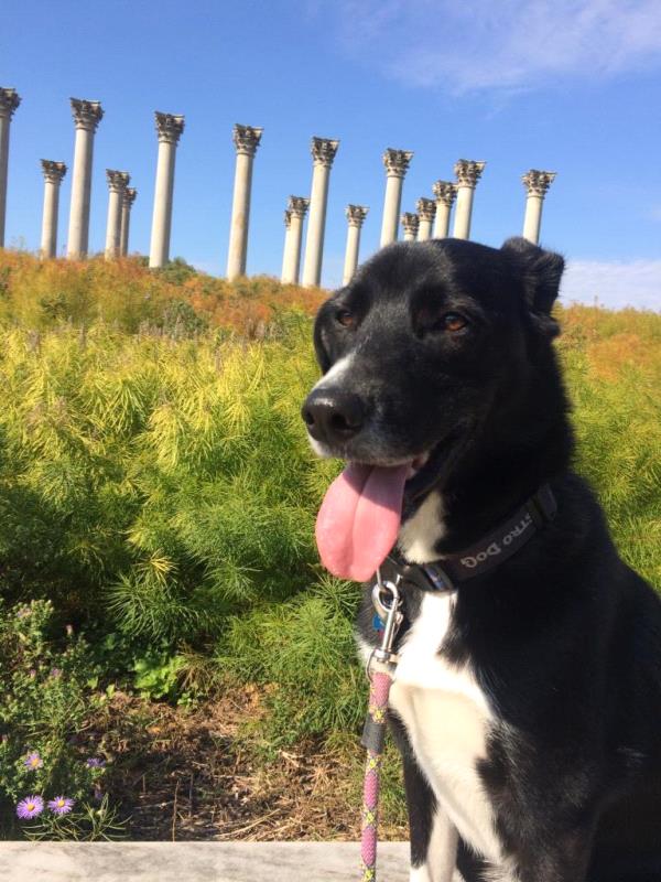 /Images/uploads/Humane Rescue Alliance/HRACalendarPhotoContest/entries/9078thumb.jpg